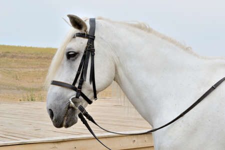 head of a white horse on a background of sky and beveled field in harnessの写真素材