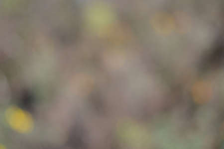 Abstract heavily blurred light background, bokeh, green, yellow, gray, bright colors. obtained by blurring the optics of the camera without the use of program editors.の写真素材