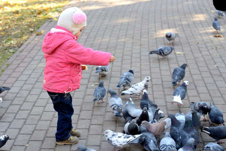 little girl four years in a pink jacket and hat with pompoms feeding birds (pigeons) bread in a city park in autumnの写真素材