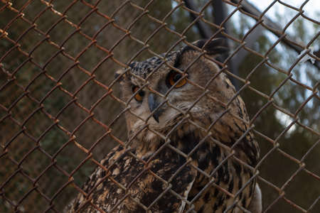 aa big owl behind barsの写真素材