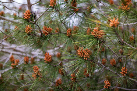 a blurry twigs with flowers in the forest