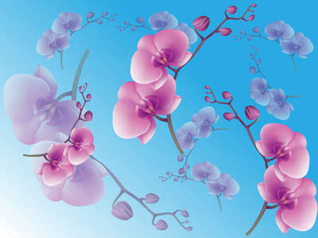 Vector greeting card with violetand pink gentle orchid brunch on the bule backgroundのイラスト素材