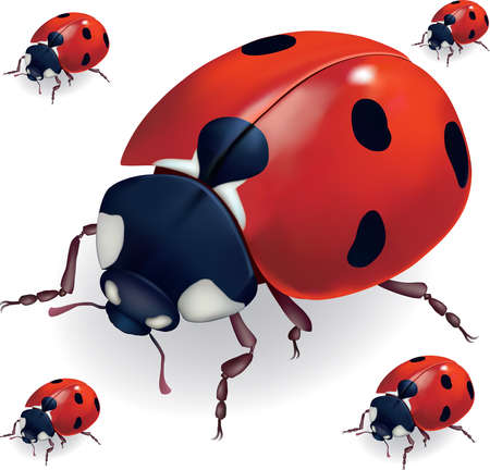 lady bugのイラスト素材