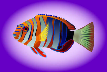 tropical fish, vector illustration