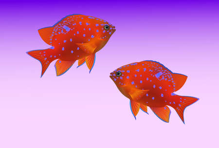 tropical fishes on purple background