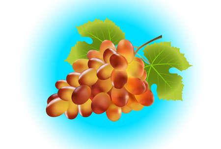 Bunch of grape. Created with gradient meshes.のイラスト素材