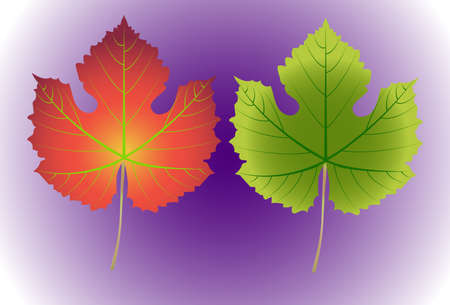 Grape leaf isolated on purple background ,Vector illustrationのイラスト素材
