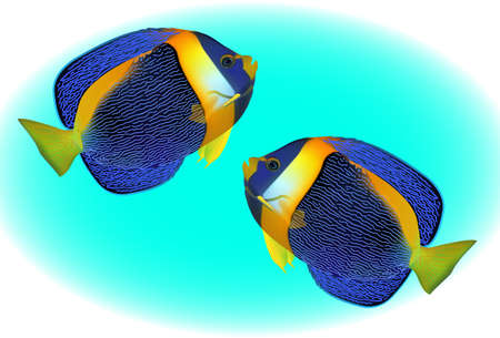 angel fish, one of mostly colorful coral fishes. Vector illustration.のイラスト素材