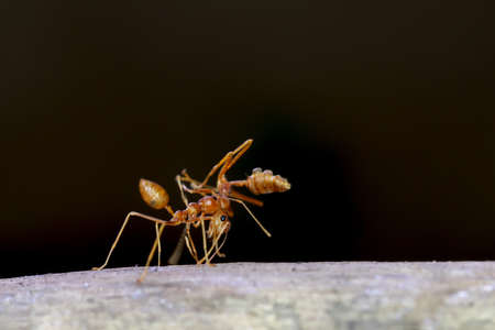 ant carrying an another antの写真素材