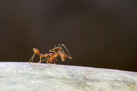 ant carrying an another antの写真素材