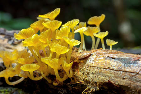 fungus on stump in forestの写真素材