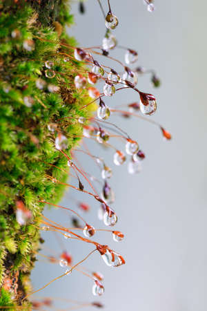 Nature background with dew drops on a mossの写真素材