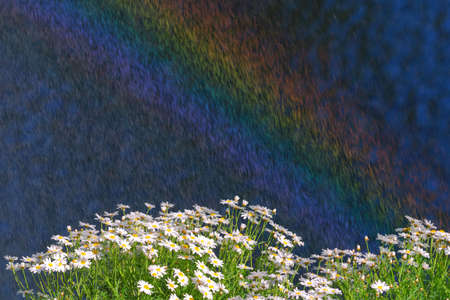 Field of chamomiles,rain and rainbow.の写真素材