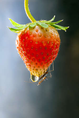 Strawberry fruits on the branch at the morning light