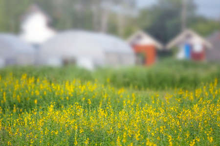 Spring flower field and blue sky.の写真素材