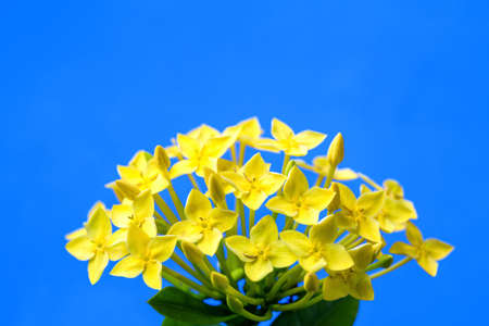 spike flower,Thailandの写真素材