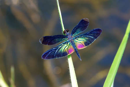Dragonflies of Thailandの写真素材