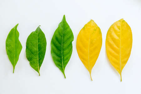 Autumn leaves decorativeの写真素材