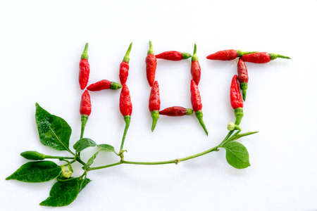 Red hot pepper on branch isolated on whiteの写真素材