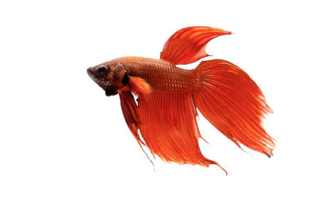 solate Red fighting fish on white backgroundの写真素材