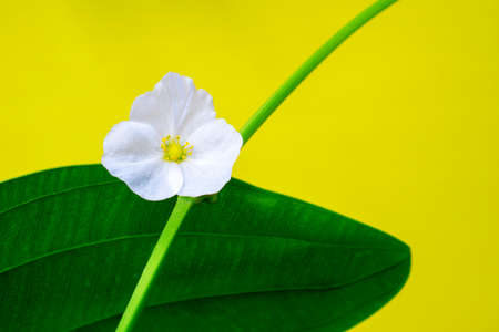 little white flowers on green nature backgroundの写真素材