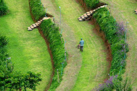Terraced vegetable  Field in Chiangmai, Thailand
