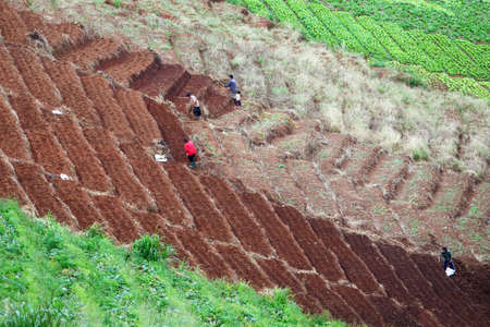 Terraced vegetable Field in Chiangmai, Thailand