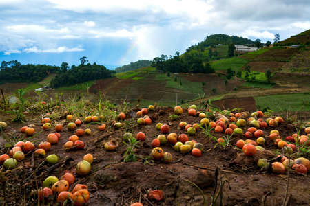 Terraced vegetable Field in Chiangmai, Thailandの写真素材