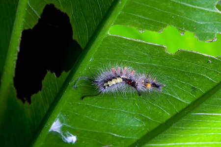 Colorful Caterpillar Creeping Slowly. Beautiful Insect. Summertime. Thailand.