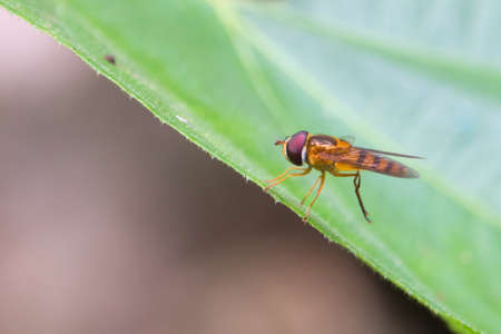 Beautiful Insect in Thailandの写真素材