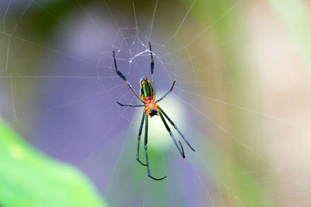 colour Spider waiting for prey in the forest,Thailandの写真素材