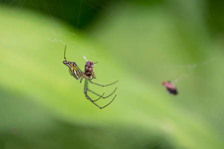 spider eat foodの写真素材