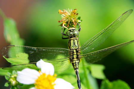 Beautiful nature scene with butterfly Common Darter, Sympetrum striolatum. Macro picture of dragonfly on the leave. Dragonfly in the nature. Dragonfly in the nature habitat.の写真素材