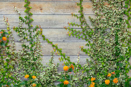 Background old wall and ivy leavesの写真素材