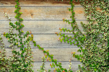 Background old wall and ivy leavesの写真素材