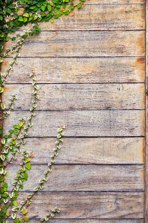 Background old wall and ivy leavesの写真素材
