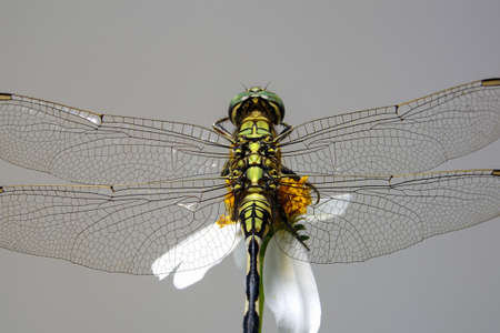 Dragonfly with flowerの写真素材