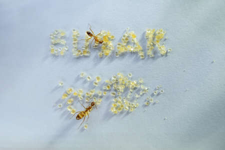 Two ants eating sugar on marble tableの写真素材