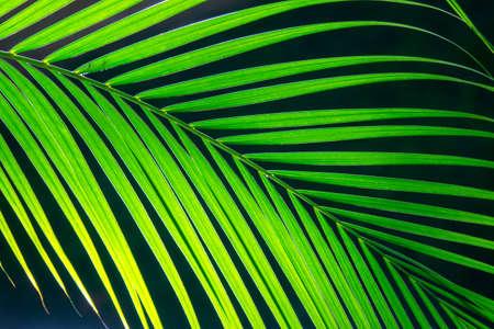 Leaves of palm treeの写真素材