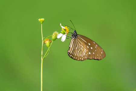 Closeup butterfly on flower