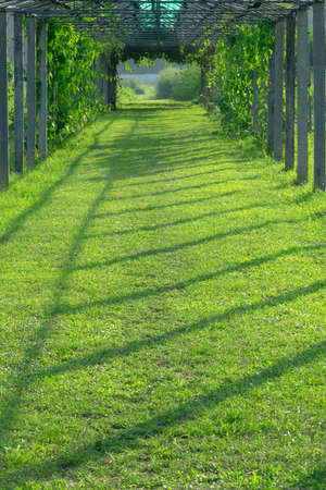 Bower of tiny leavesの写真素材