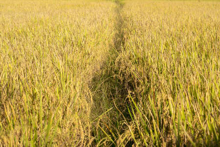 Close up beautiful gold rice field abstract backgroundの写真素材