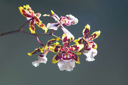Beautiful Tolumnia Culture orchid in Thailand,Close up of beautiful orchid.,Oncidium Orchid Flowers.の写真素材