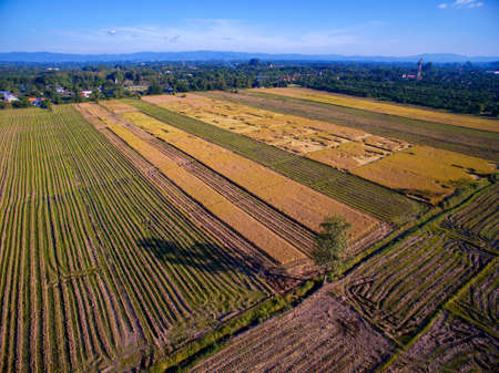 Terraced Rice Field in Chiangmai, Thailand top view