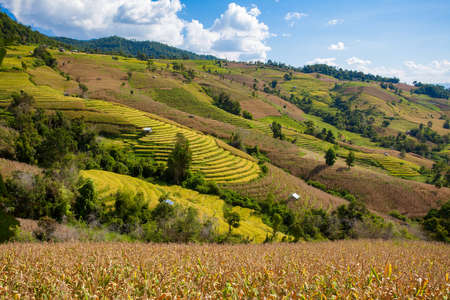 Terraced Rice Field in Chiangmai, Thailand top viewの写真素材