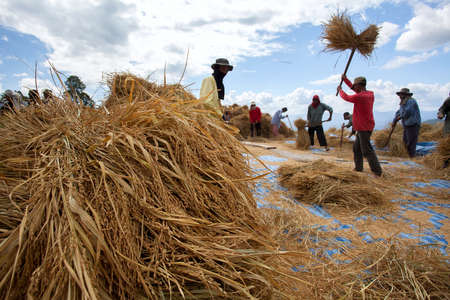 Rice Field in Chiangmai, Thailand