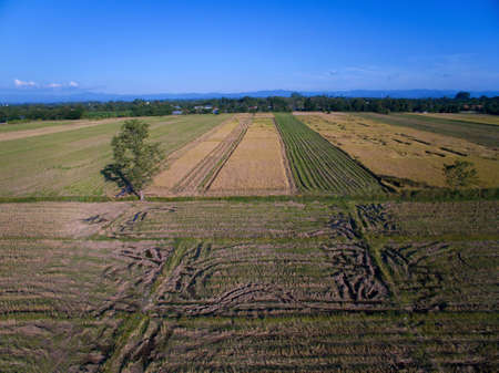 Terraced Rice Field in Chiangmai, Thailand top view