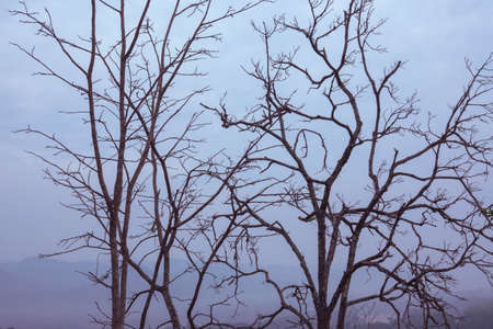 old tree in natureの写真素材