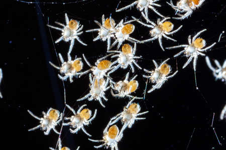 Image blur of a bunch of baby Spiders hatching on nestの写真素材