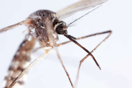 mosquito, dangerous vehicle of infectionの写真素材